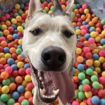 Blake -  Husky and Mixed Breed Dog for Adoption in Salt Lake City, Utah - Blake | PetCurious