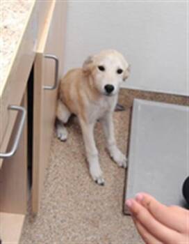 SWEET PEA -  Golden Retriever and Mixed Breed Dog for Adoption in Albuquerque, New Mexico - SWEET PEA | PetCurious