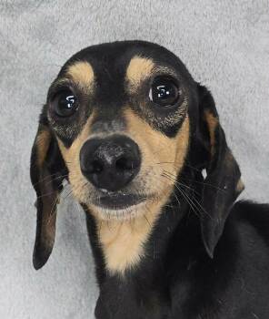 Rusty -  Miniature Dachshund Dog for Adoption in Newport, Tennessee - Rusty | PetCurious