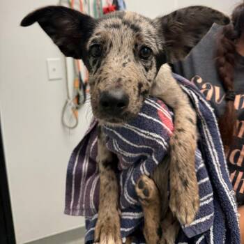 Bambam -  Catahoula Leopard Dog and Mixed Breed Dog for Adoption in Abilene, Texas - Bambam | PetCurious