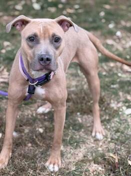 Rescue Pit Bull Terrier and Mixed Breed Dogs for Adoption in Springfield, Illinois - Karma | PetCurious