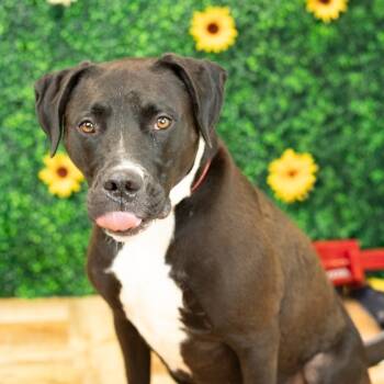 Rescue Pit Bull Terrier and Black Labrador Retriever Dogs for Adoption in East St. Louis, Illinois - Jett | PetCurious