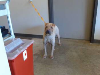 Rescue Shar Pei Dogs for Adoption in Ontario, California - AUTUMN | PetCurious