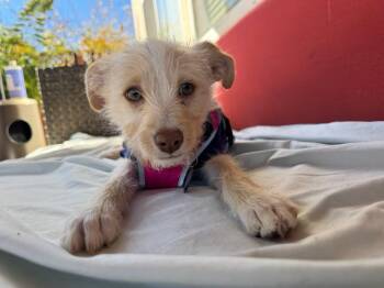 Miniature Schnauzer and Chihuahua Dogs Available for Adoption - Lucy | PetCurious