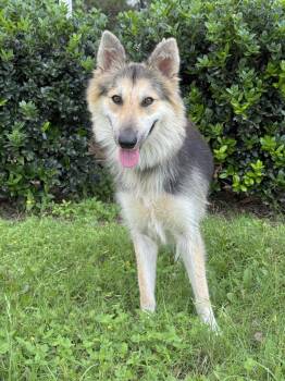 Callie -  Collie Dog for Adoption in Helotes, Texas - Callie | PetCurious