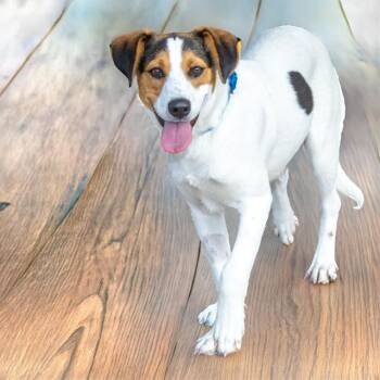 HUZZAH -  Beagle and Mixed Breed Dog for Adoption in St. Louis, Missouri - HUZZAH | PetCurious
