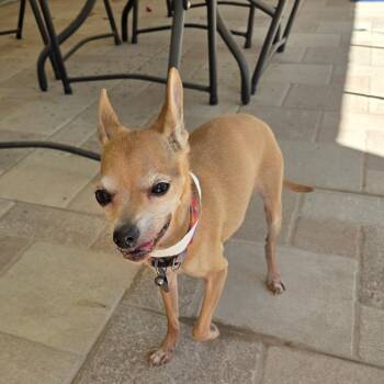 Baby -  Chihuahua Dog for Adoption in Phoenix, Arizona - Baby | PetCurious