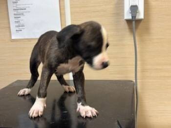 Rescue Pit Bull Terrier and Mixed Breed Dogs for Adoption in Honolulu, Hawaii - 59634332 | PetCurious