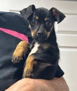 Dachshund and Miniature Pinscher Dogs Available for Adoption - Walter | PetCurious