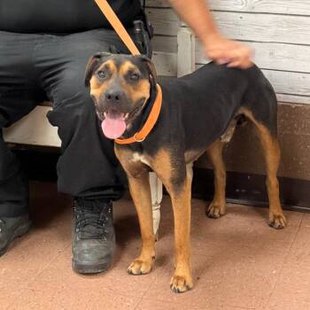 Ernie -  Pit Bull Terrier and Mixed Breed Dog for Adoption in Fort Smith, Arkansas - Ernie | PetCurious