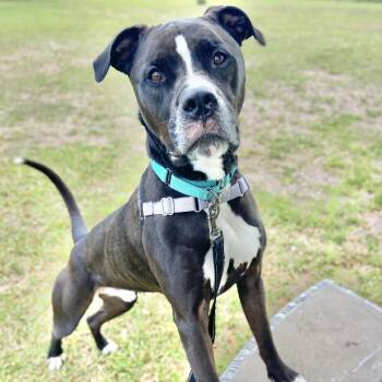 Mixed Breed and Boxer Dogs Available for Adoption in Sarasota, Florida - Ollie | PetCurious