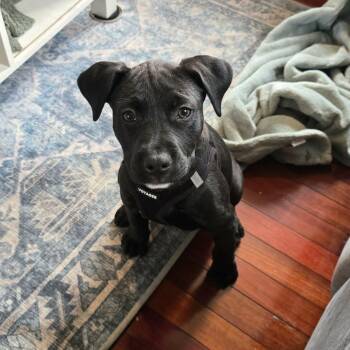 Black Labrador Retriever and American Bully Dogs Available for Adoption - Kenny* | PetCurious