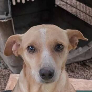 Nokami (20260924-03) -  Jack Russell Terrier Dog for Adoption in Niagara Falls, Ontario - Nokami (20260924-03) | PetCurious