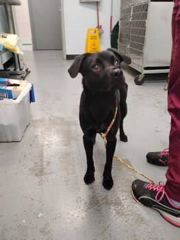 Spork -  Golden Retriever and Pug Dog for Adoption in Sacramento, California - Spork | PetCurious