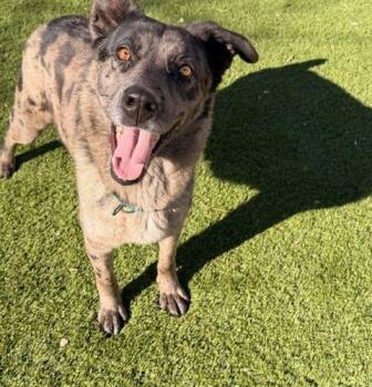 Catahoula Leopard Dog and Shepherd Dogs Available for Adoption - Molly | PetCurious