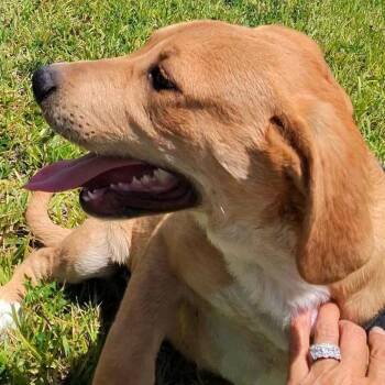 Labrador Retriever and Mixed Breed Dogs Available for Adoption in Tampa, Florida - Liam | PetCurious
