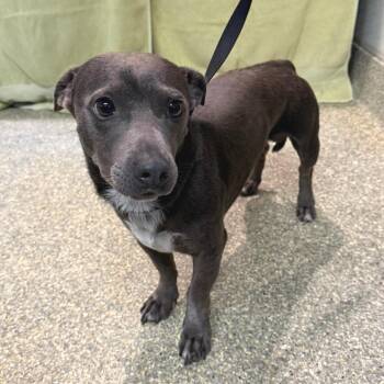 IVHS-Stray-143561 -  Chihuahua and Terrier Dog for Adoption in San Gabriel, California - IVHS-Stray-143561 | PetCurious