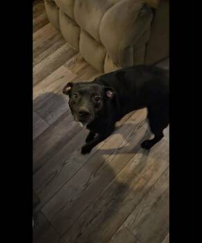 Joe -  Labrador Retriever and Mixed Breed Dog for Adoption in Zimmerman, Minnesota - Joe | PetCurious