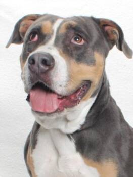 Rescue Pit Bull Terrier Dogs for Adoption in Burbank, California - MAMAS | PetCurious