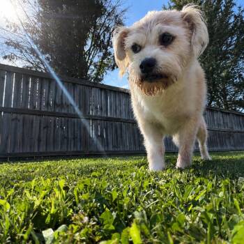 Rosie Roberts -  Mixed Breed Dog for Adoption in Huntsville, Alabama - Rosie Roberts | PetCurious