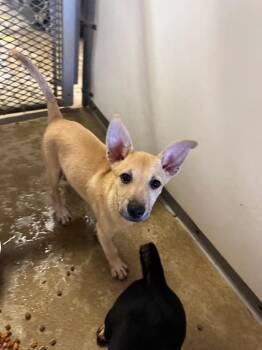 Ruffles -  German Shepherd Dog and Mixed Breed Dog for Adoption in Belton, Texas - Ruffles | PetCurious