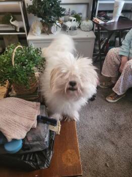 Sully -  Bichon Frise and Shih Tzu Dog for Adoption in Auburn, Indiana - Sully | PetCurious