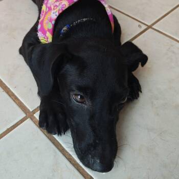 Mengara -  Black Labrador Retriever Dog for Adoption in New York, New York - Mengara | PetCurious