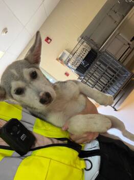 Hopscotch -  Husky Dog for Adoption in Nacogdoches, Texas - Hopscotch | PetCurious