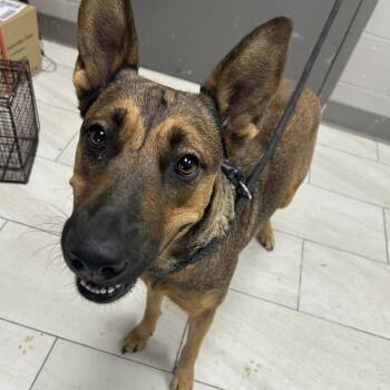 Dee Dee -  German Shepherd Dog Dog for Adoption in Lufkin, Texas - Dee Dee | PetCurious
