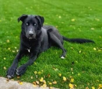 Mickey -  Black Labrador Retriever and Australian Shepherd Dog Available for Adoption in Pinedale, Wyoming - Mickey | PetCurious