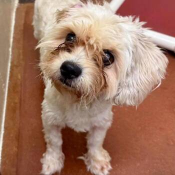 Dino 07-1307 -  Shih Tzu and Mixed Breed Dog for Adoption in Tyrone, Georgia - Dino 07-1307 | PetCurious