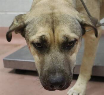 RAINA -  Mixed Breed Dog for Adoption in Columbia, South Carolina - RAINA | PetCurious