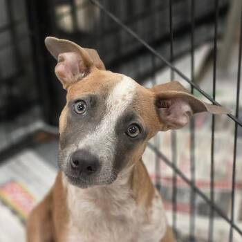 Raegan JW -  Cattle Dog and Basenji Dog for Adoption in Austin, Texas - Raegan JW | PetCurious