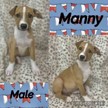 Manny -  Jack Russell Terrier Dog for Adoption in Manchester, Connecticut - Manny | PetCurious