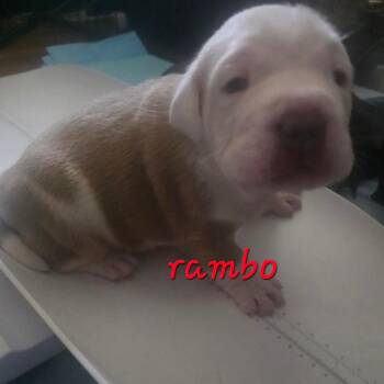 Rambo -  Pit Bull Terrier and American Bulldog Dog for Adoption in Oceanside, New York - Rambo | PetCurious