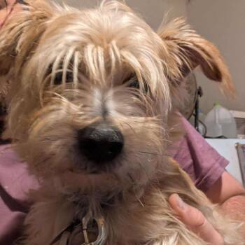 Rescue Chorkie Dogs for Adoption in Rochester, New York - Bailey & Milo Bonded Pair | PetCurious