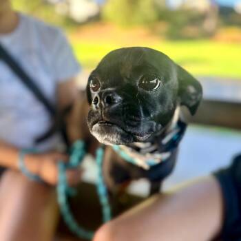 Misty - City of Industry Location -  Pug and Mixed Breed Dog for Adoption in Chino Hills, California - Misty - City Of Industry Location | PetCurious