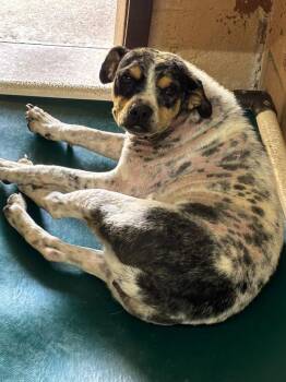 Australian Cattle Dog Blue Heeler and Hound Dogs Available for Adoption in Swainsboro, Georgia - Pumba | PetCurious