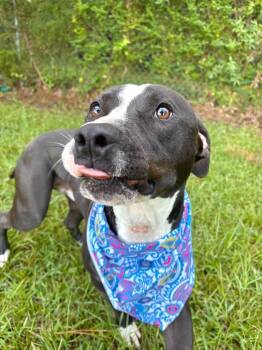 Howl Jackman -  Mixed Breed Dog for Adoption in Winnsboro, South Carolina - Howl Jackman | PetCurious