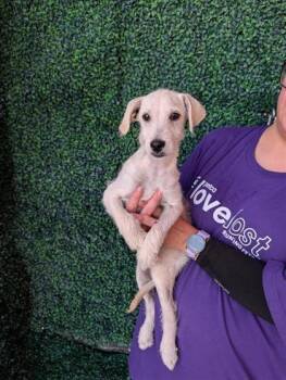 61521328 -  Terrier and Mixed Breed Dog for Adoption in El Paso, Texas - 61521328 | PetCurious