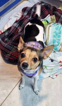 Toy Fox Terrier Dogs Available for Adoption - Tootsie | PetCurious