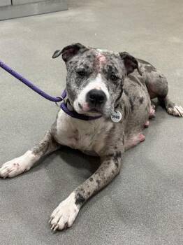 Pit Bull Terrier Dogs Available for Adoption - CHERRY | PetCurious