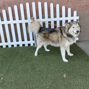 A614590 -  Alaskan Malamute Dog for Adoption in Modesto, California - A614590 | PetCurious