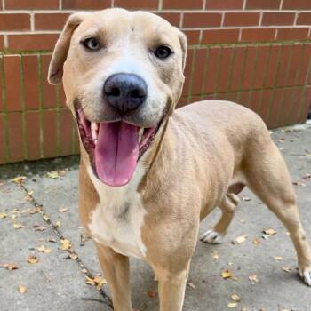 Durand -  Pit Bull Terrier and Mixed Breed Dog for Adoption in Dayton, Ohio - Durand | PetCurious