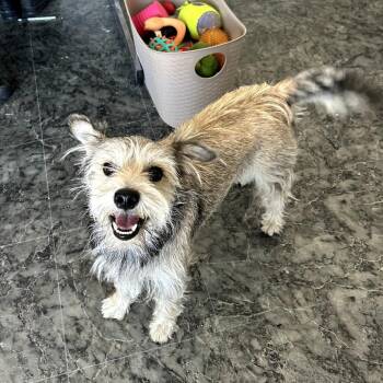 Max -  Wirehaired Terrier and Mixed Breed Dog for Adoption in Moses Lake, Washington - Max | PetCurious