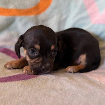 Honey -  Chihuahua Dog for Adoption in Tucson, Arizona - Honey | PetCurious