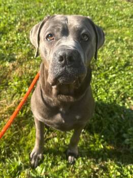 Rescue Cane Corso Dogs for Adoption in Central Islip, New York - Pluto Tag #1807 | PetCurious