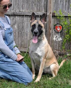 German Shepherd Dog Dogs Available for Adoption in Joliet, Illinois - Ria | PetCurious