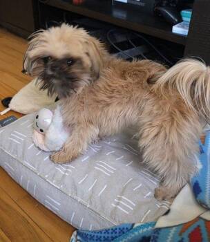 Shih Tzu Dogs Available for Adoption in Eden Prairie, Minnesota - WHISCUIT | PetCurious