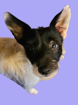 Ms. Frizzle -  Wire Fox Terrier Dog Available for Adoption in Chesnee, South Carolina - Ms. Frizzle | PetCurious